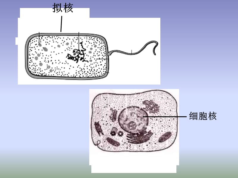 32,2细胞zhi和细胞qi.ppt_第2页
