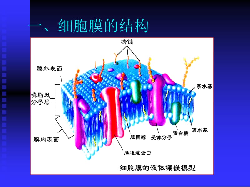 2第二章细胞膜及跨膜信号通讯.ppt_第2页