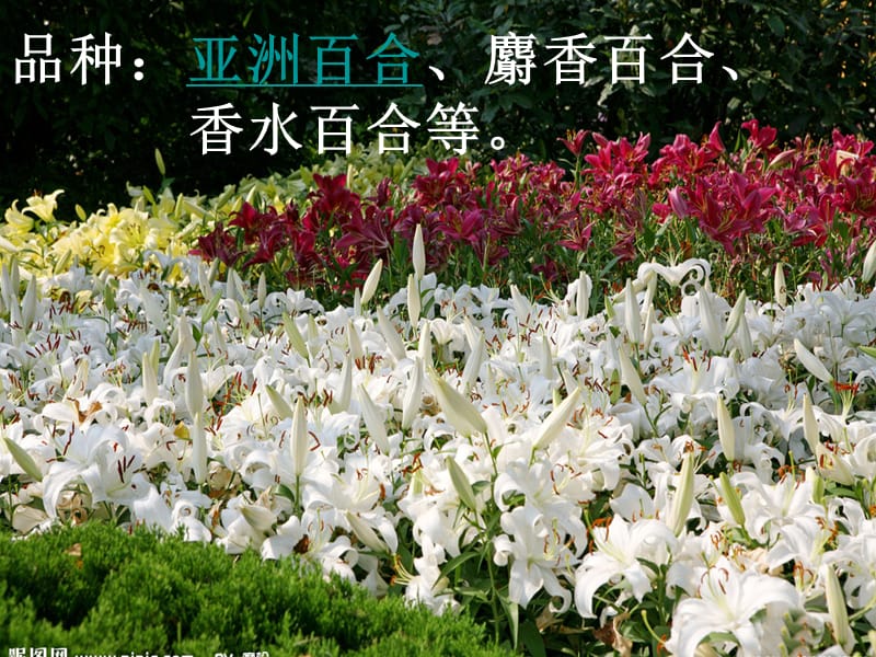 百合花 (2).ppt_第2页