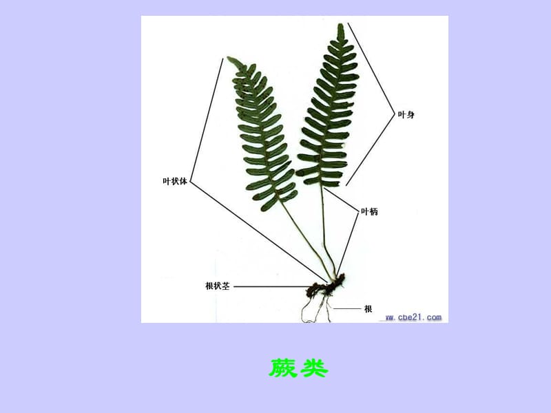 蕨类植物和苔藓植物.ppt_第3页