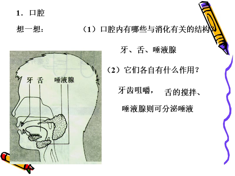 第二食物的消化和吸收.ppt_第3页