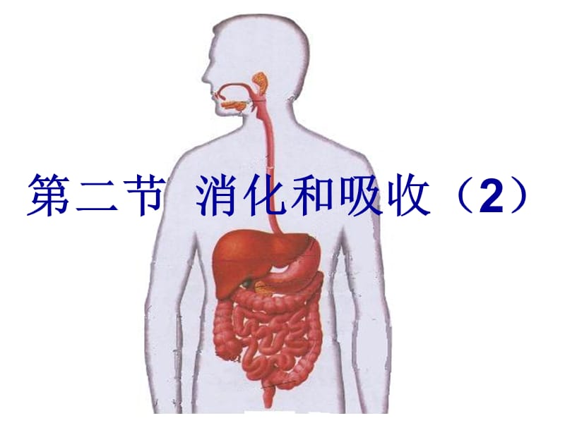 第二节消化和吸收(2).ppt_第2页