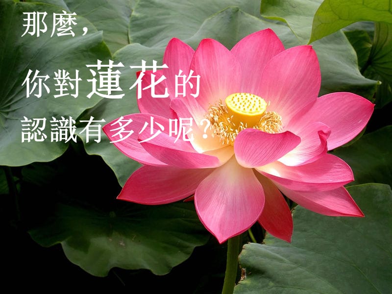 爱莲说201309.ppt_第3页