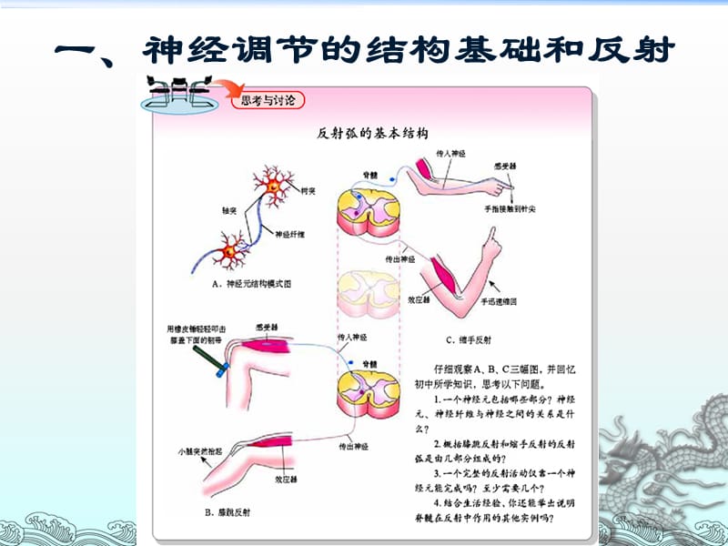 第1节　通过神经系统的调节..ppt_第3页