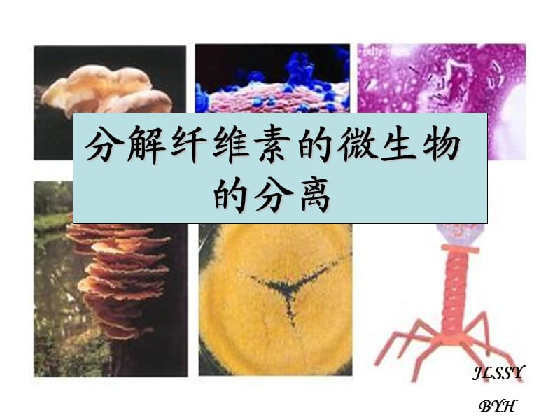 分解纤维素的微生物的分离.ppt_第1页