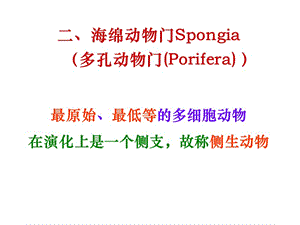 2第一节无脊椎动物2多孔动物门.ppt