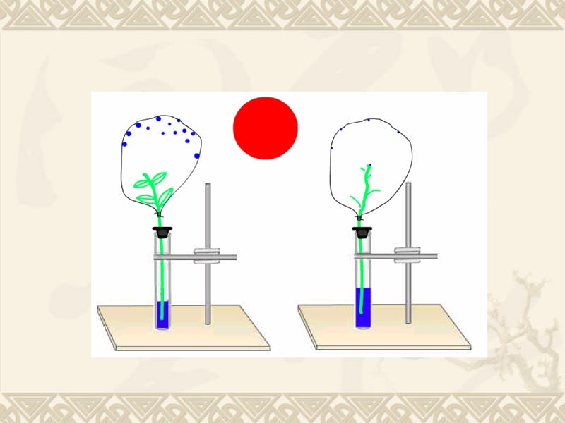 第4部分蒸腾作用.ppt_第3页