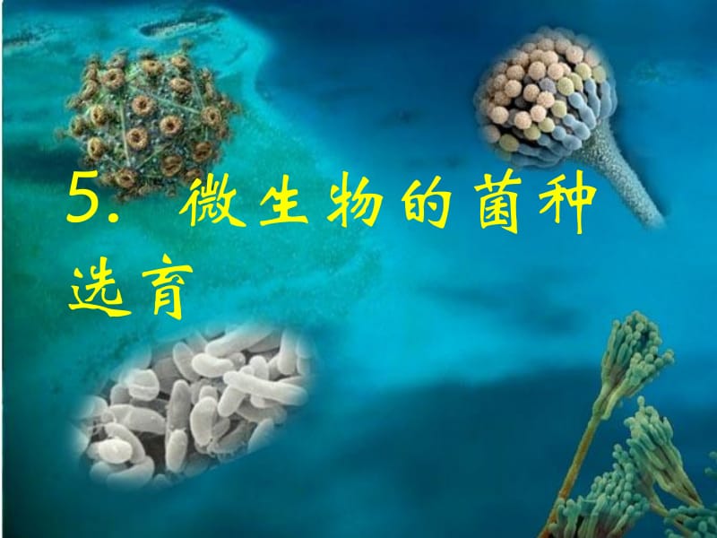 5微生物的菌种选育1.ppt_第2页