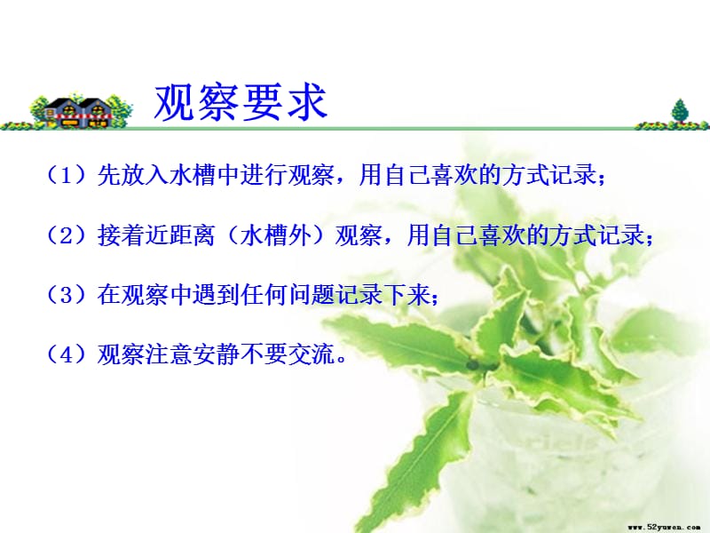 教科版科学三上观察水生植物课件.ppt_第3页