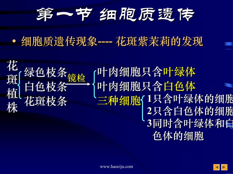 公开课细胞质遗传.ppt_第2页