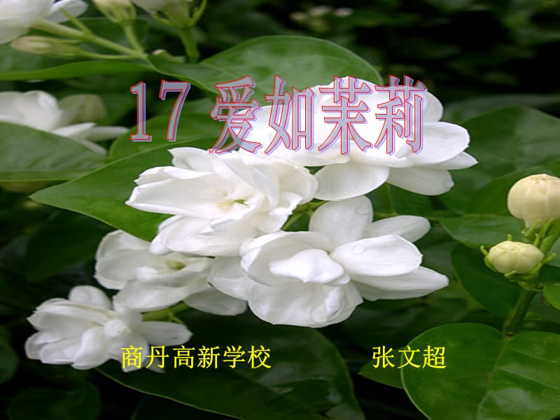 爱如茉莉 (3).ppt_第1页