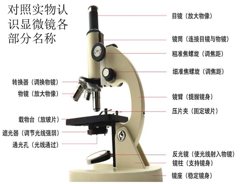 第二单元第一节练习使用显微镜使用显微镜（共55张PPT）.ppt_第3页