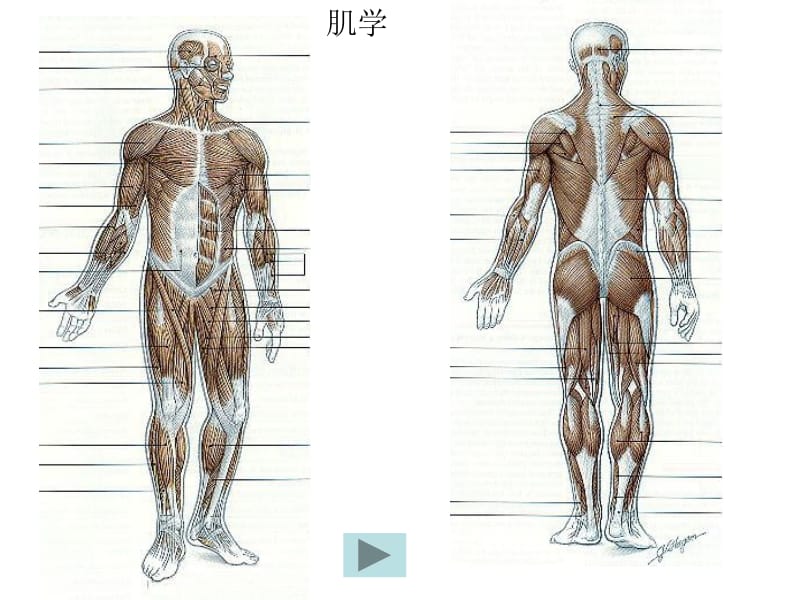 6肌学总论躯干肌new.ppt_第1页