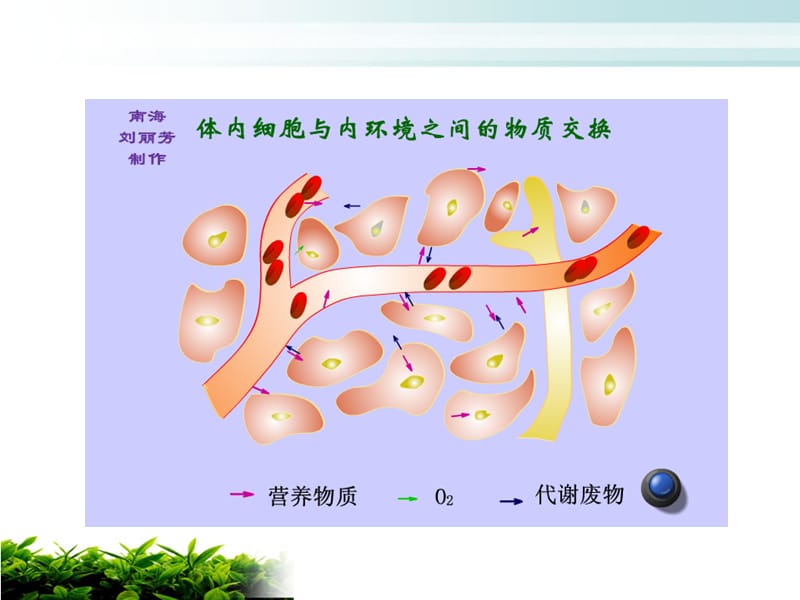 人体内环境和稳态.ppt_第3页