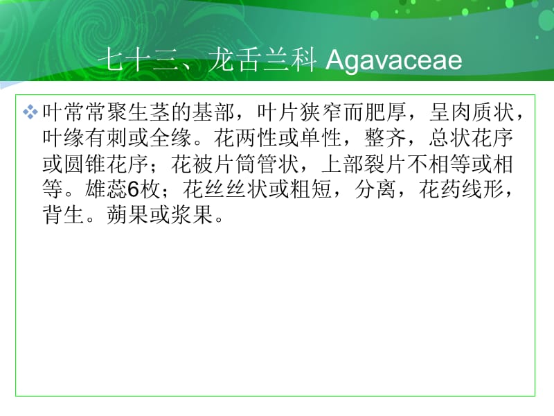 七十三龙舌兰科Agavaceae.ppt_第1页