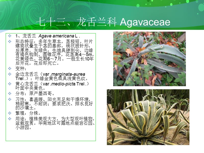 七十三龙舌兰科Agavaceae.ppt_第2页