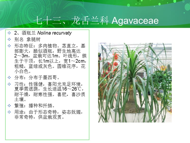 七十三龙舌兰科Agavaceae.ppt_第3页