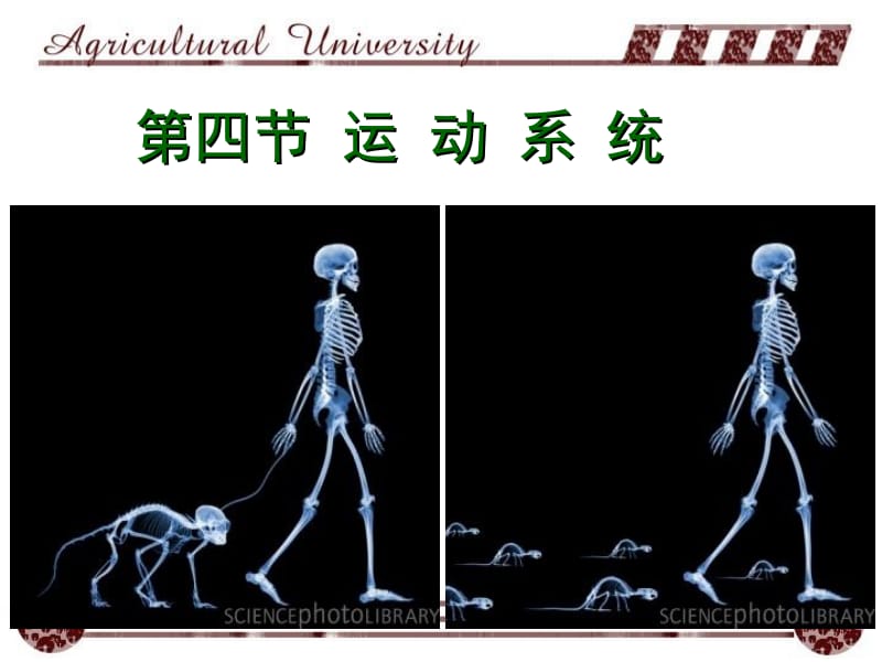 动物生理学运动系统.ppt_第1页