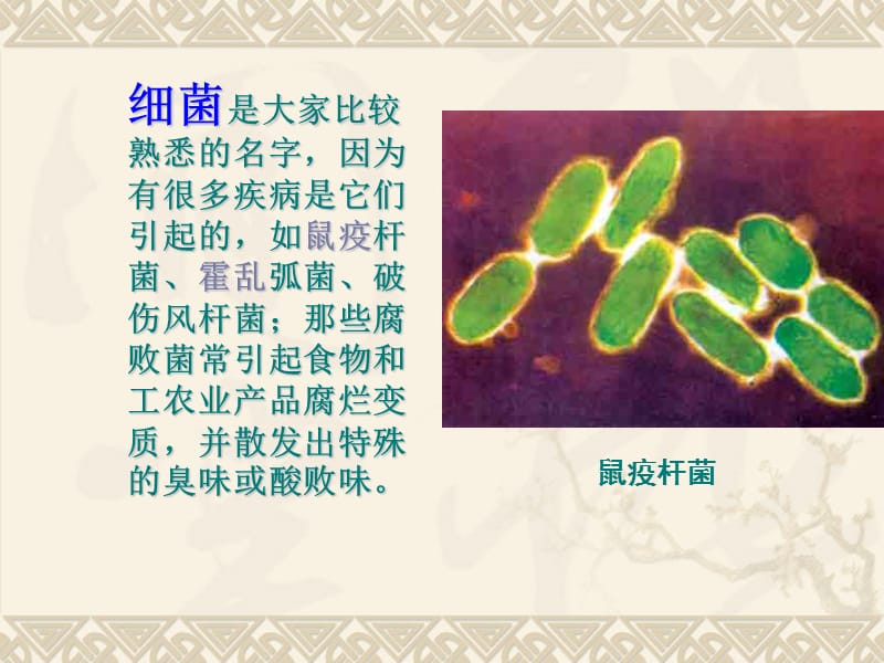 第二节_细菌.ppt_第2页