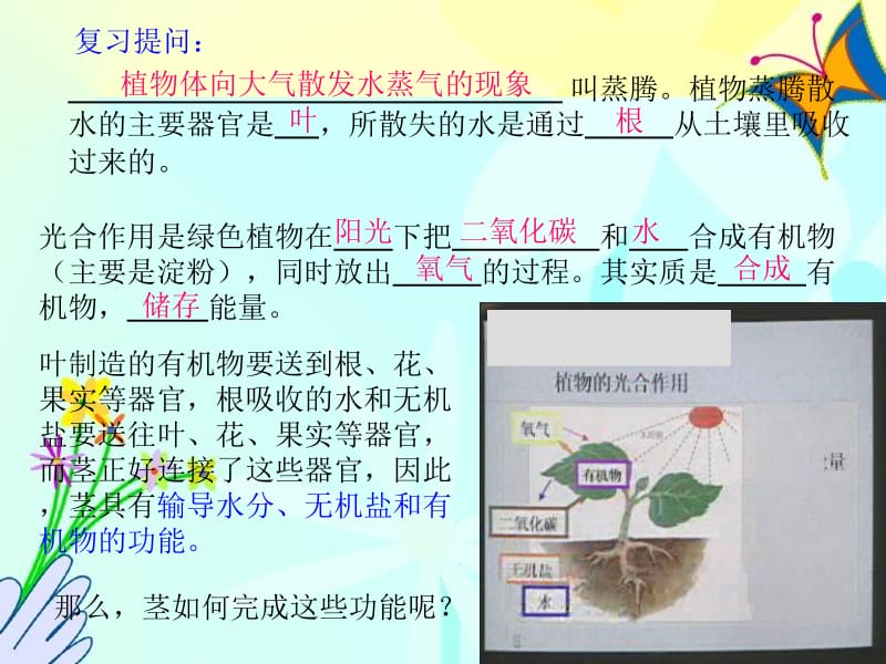 434植物体内物质的运输.ppt_第2页