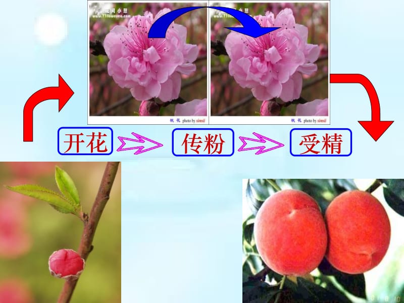 323开花和结果.ppt_第2页