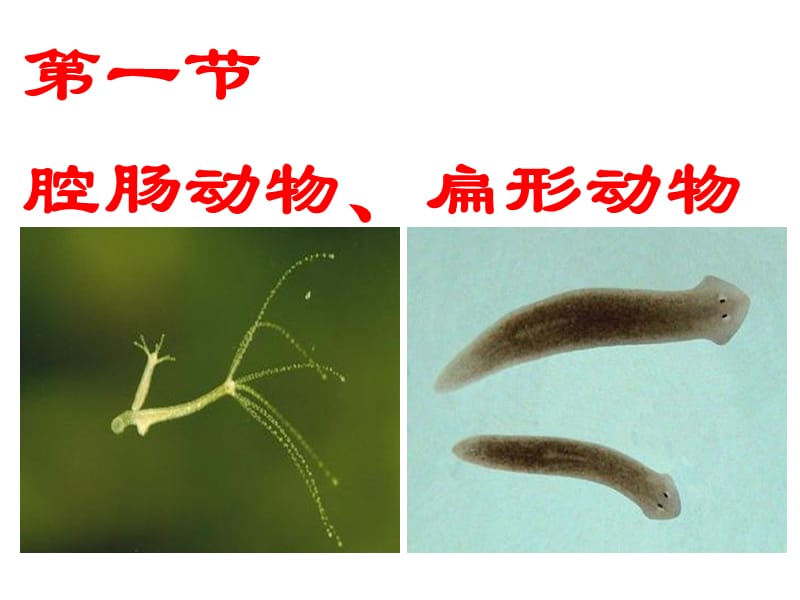 冀教版七年级生物上册《第四章_第二节_腔肠动物和扁形动物》课件.ppt_第1页