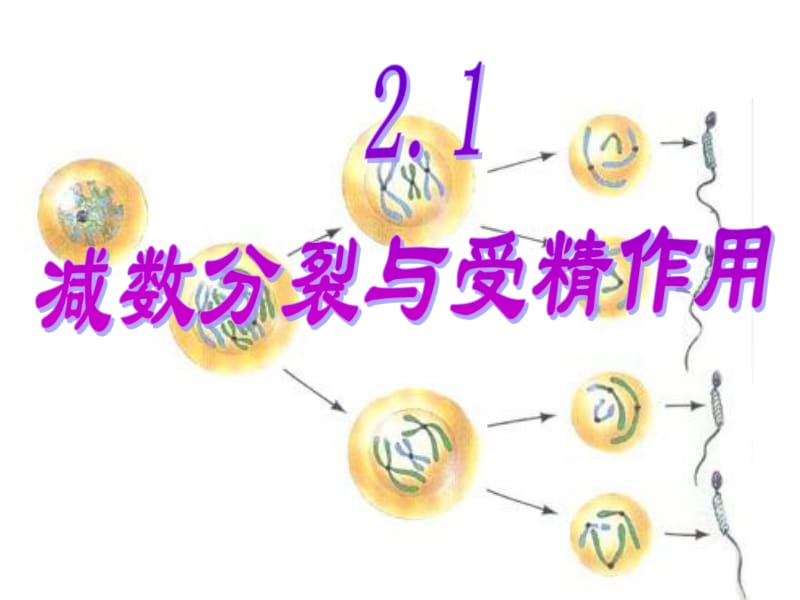 21减数分裂与受精作用.ppt_第2页