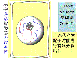 21减数分裂与受精作用.ppt