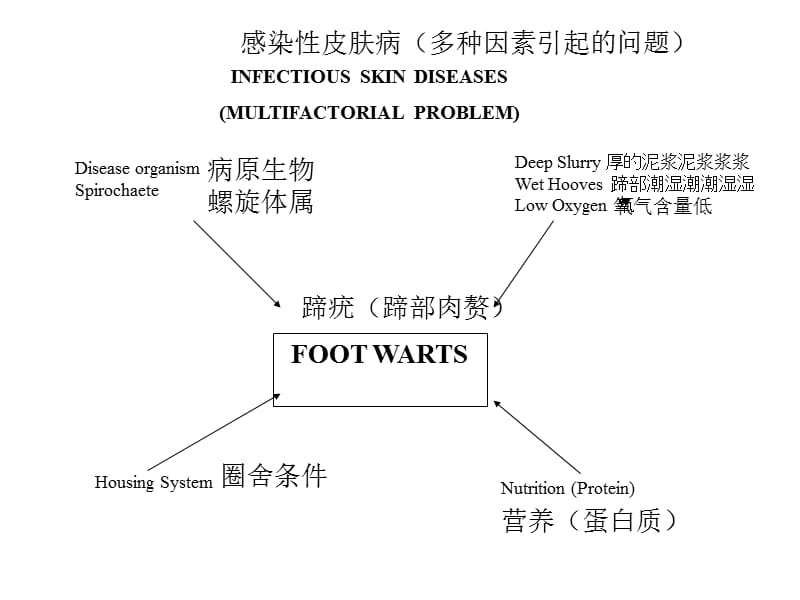 奶牛营养与代谢病.ppt_第2页