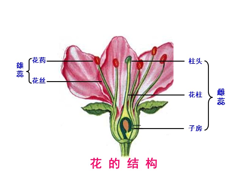 被子植物的有性生殖.ppt_第2页