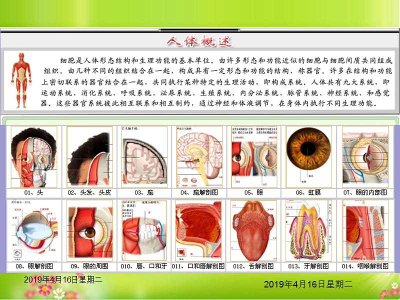 人体结构解剖图.ppt_第1页