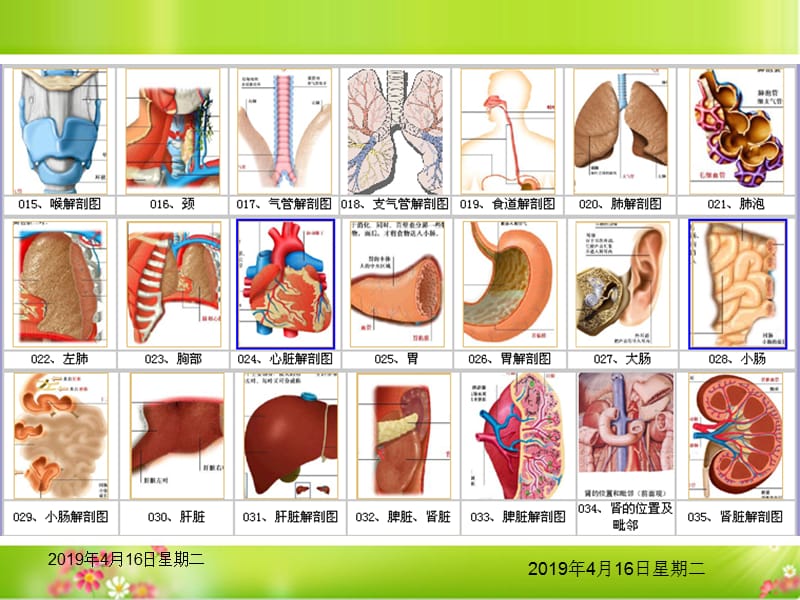 人体结构解剖图.ppt_第2页