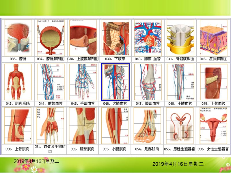 人体结构解剖图.ppt_第3页