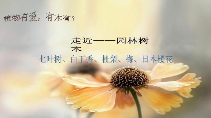 园林树木第一期学生制作.ppt_第2页