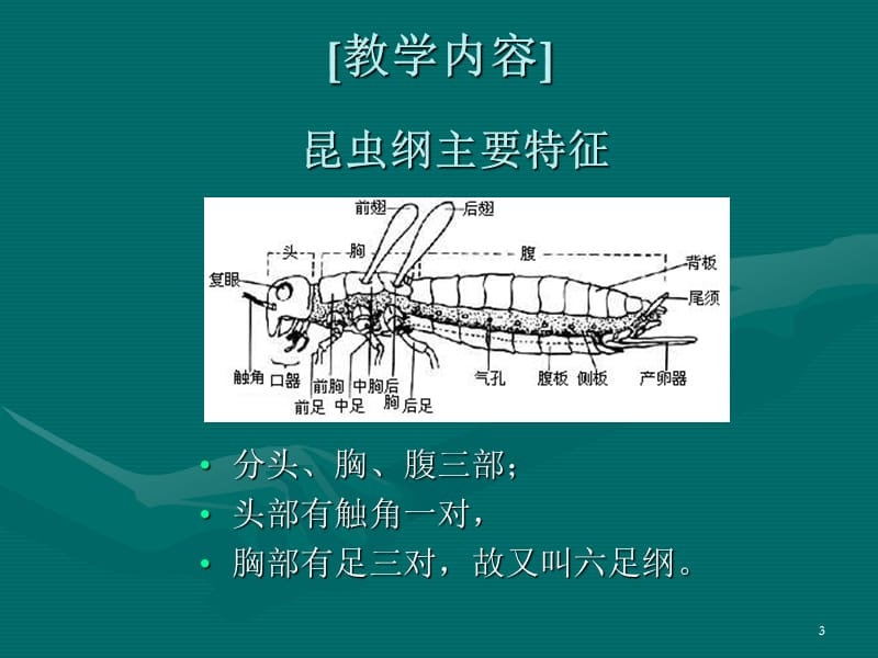 昆虫纲IntroductionofInsecta.ppt_第3页