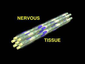 nervetissue5年制.ppt