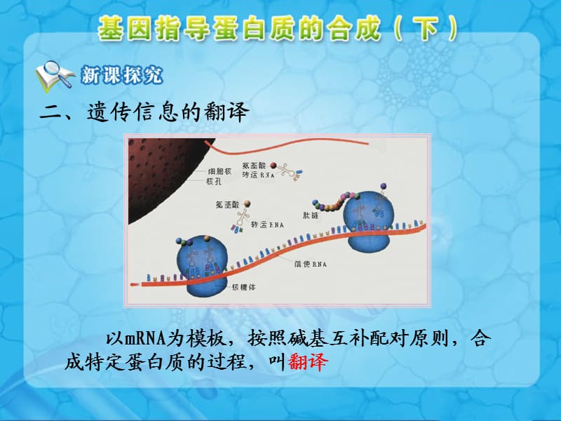 《基因指导蛋白质的合成》第二课时参考课件2.ppt_第2页