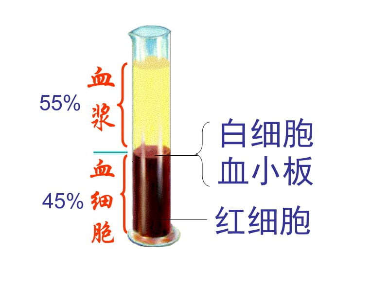 第十二章人体内物质的运输九年级复习课件.ppt_第3页