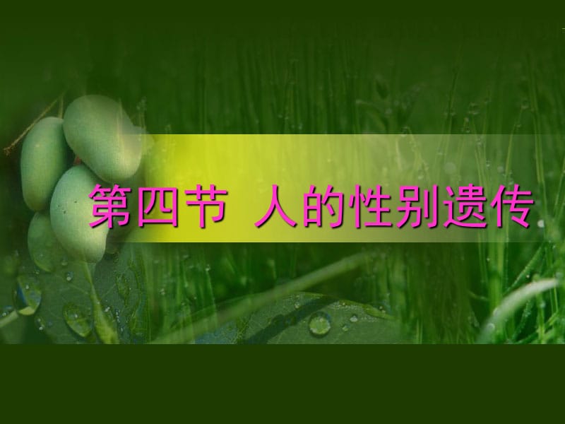 第四节__人的性别遗传.ppt_第1页