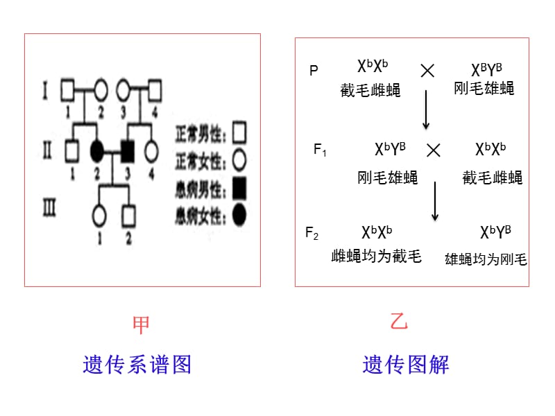 瑞安中学林娜.ppt_第2页