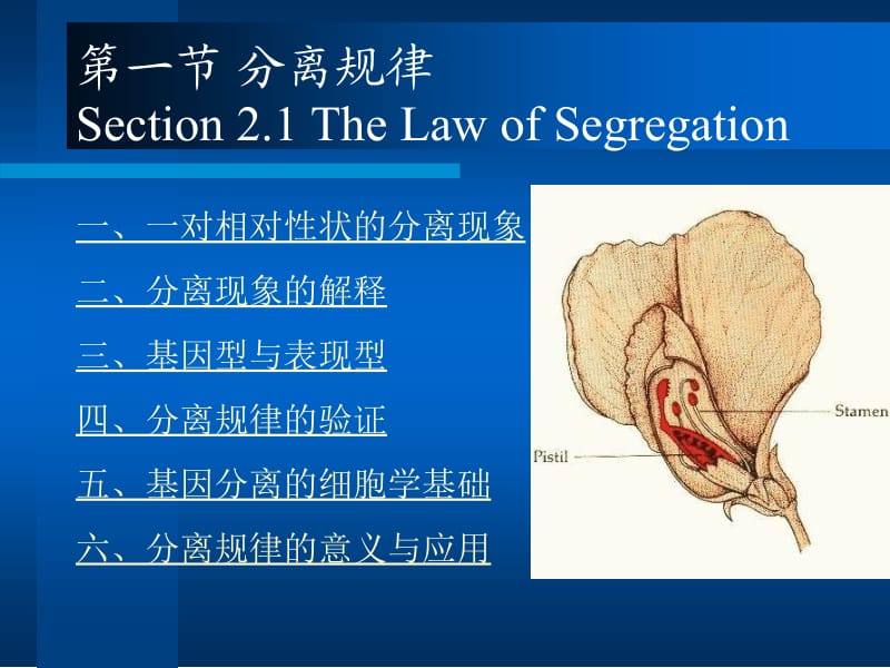 医学遗传学第三章第一节分离规律.ppt_第1页