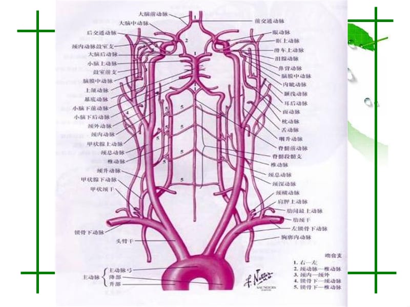 头颈部血管的CTAMRA诊断.ppt_第2页