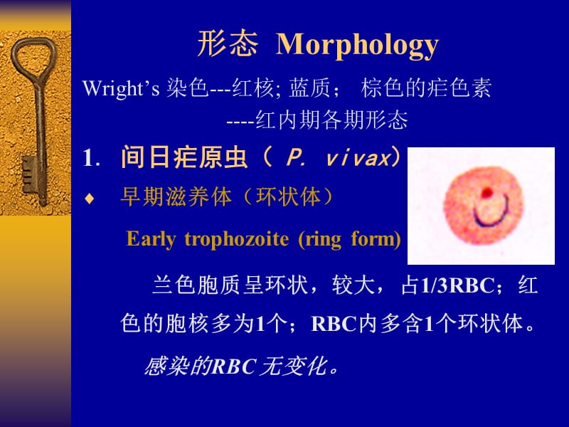 疟原虫MALARIAPARASITE.ppt_第3页