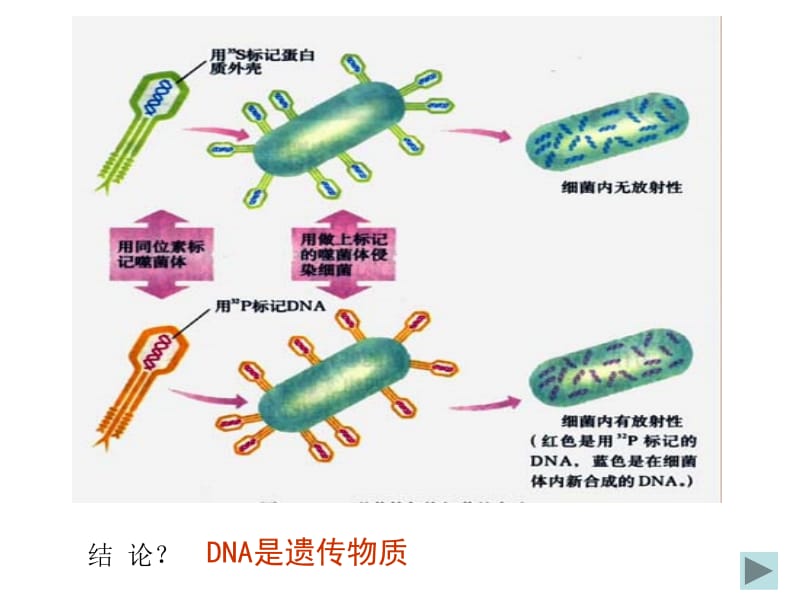 上海高中生物会考学业水平考试复习资料.ppt_第2页