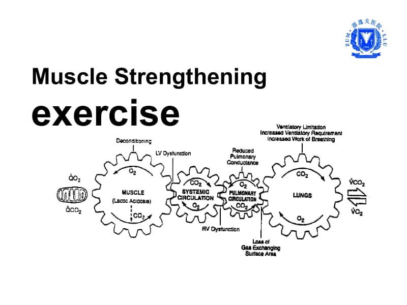 MuscleStrengthening.ppt_第1页