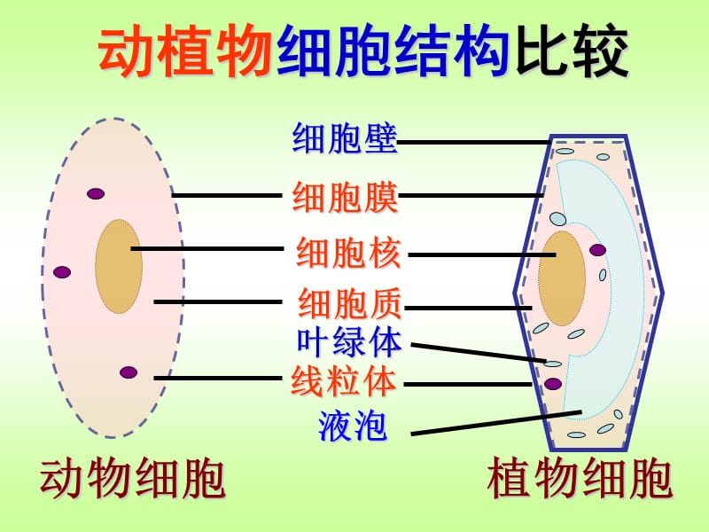 第四节细胞的生活.ppt_第2页