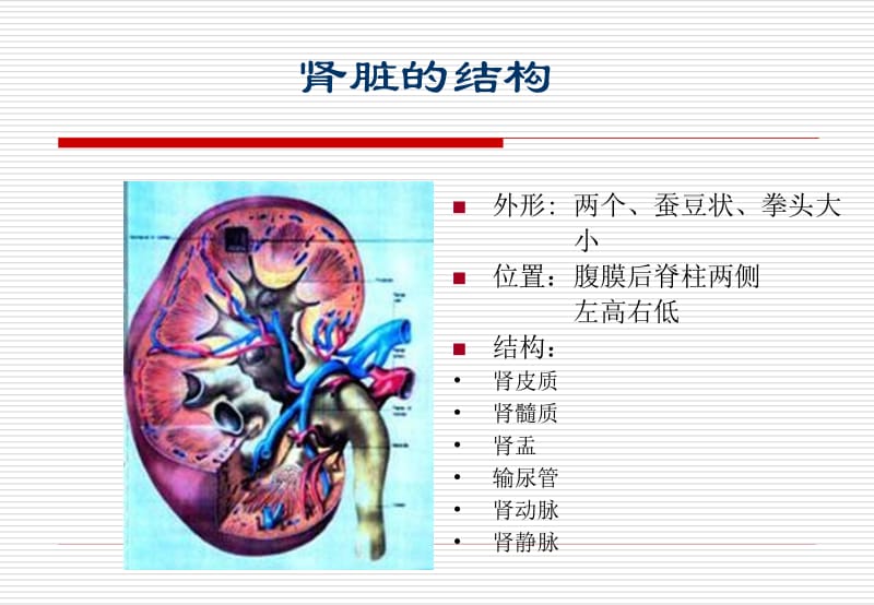 肾脏病人的辅助食品1.ppt_第2页