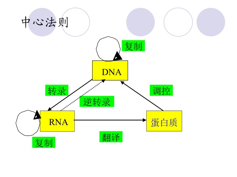 蛋白质和酶20111121专题.ppt_第2页