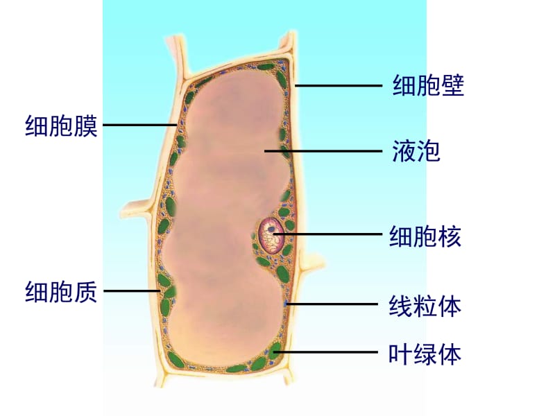 人和动物细胞的结构和功能.ppt_第2页