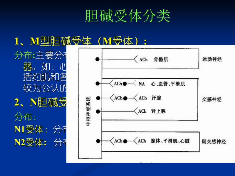 胆碱阻断药4.ppt_第2页